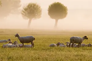Tilia: Herd of Sheep in a meadow in the morning in Bavaria