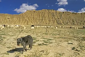 Reales: Herd of sheep and shepherd dog Navarre Spain