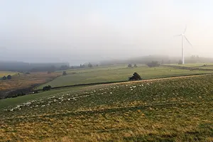 Daybreaks: Herd of Sheep and wind Plateau Millevaches France