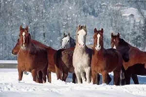 Mares: Herd of Spanish Arabian horses in deep snow, mares