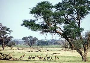 Acacias: Herd of springbok resting in shade of camelthorn