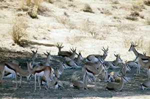 Springboks: Herd of springbok resting in shade at midday