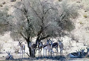 Springboks: Herd of springbok resting in shade at midday