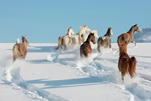 Mares: Herd of thoroughbred Arabian mares in the snow