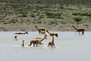 Vicugna: Herd of (Vicugna vicugna ) in the water of a lagoon