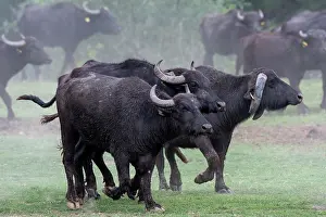 Bubalis: Herd of Water buffalo (Bubalus bubalis), Lake Kerkini