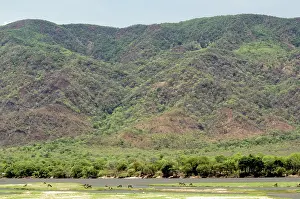 Sandbanks: Herd of Waterbuck on sandbanks in Zasmbesi River