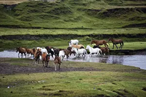 Follow: Herd of wild Horses crossing a river Ecuador