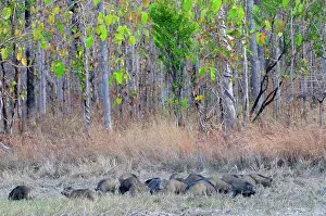 Mondulkiri: Herd of Wild Pigs