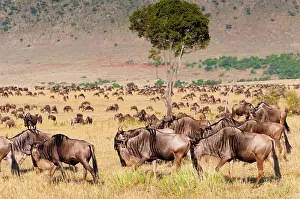Abundant: Herd of wildebeest (Connochaetes taurinus)