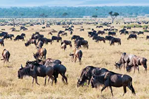 Abundant: Herd of wildebeest (Connochaetes taurinus)