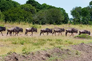 Queue: Herd of wildebeest (Connochaetes taurinus)