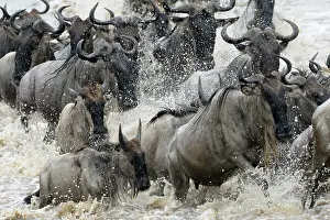 Wildebeast: Herd of Wildebeest crossing the Mara River