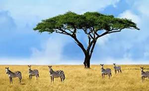 Zebra: Herd of zebras in a national park in Tanzania, portraits