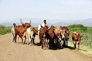 Zebus: Herd of Zebus - with man