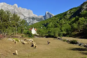 Grazes: Herder with sheep in Theth or Thethi valley, Theth