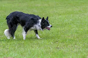 Herding: Herding dog, Border Collie breed, Rhineland-Palatinate