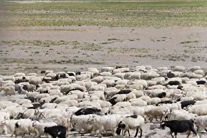 Ladakh: Herding sheep in the Himalayas, Taglangla