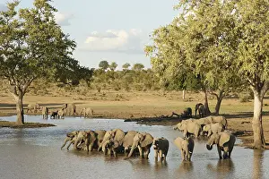 Mpumalanga: Herds of African Elephants (Loxodonta africana)