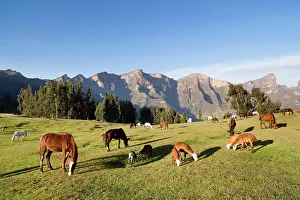Beast: Herds grazing near the village of Amiwalka
