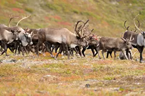 Bred: Herds of reindeer bred Alaska USA