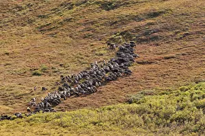 Bred: Herds of reindeer bred parole Alaska USA