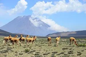 Vicugna: Herds of (Vicugna vicugna) off Misti Volcano, Salinas