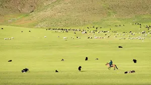 Vertebre: Herdsman cattle riding, Valley High Tamer - Site