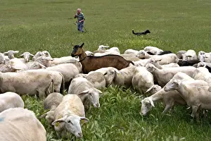 Ruminating: Herdsman and his flock of goats and sheep France