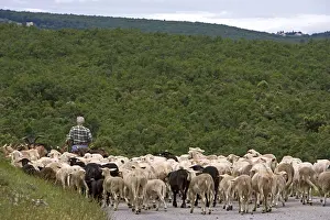 Guiding: Herdsman guiding his flock on a road France