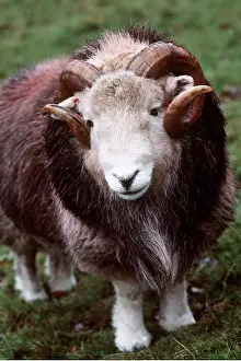 Herdwick: HERDWICK SHEEP