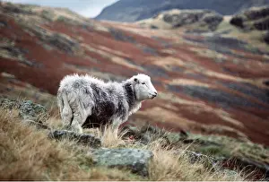 Herdwick: HERDWICK SHEEP