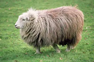 Herdwick: Herdwick Sheep - female