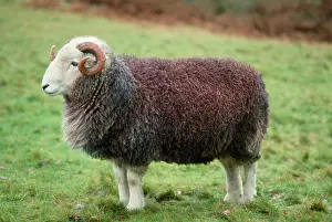 Herdwick: Herdwick Sheep - ram