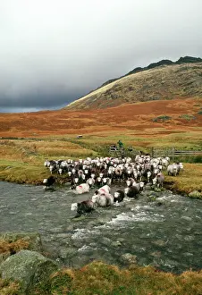 Herdwick: Herdwick Sheep and Shepherd