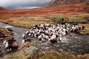 Vehicles: HERDWICK SHEEP & Shepherd