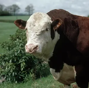 Hereford: Hereford bull