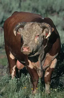 Beef: Hereford Bull