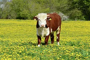 Hereford: Hereford bull standing in a field of dandelion