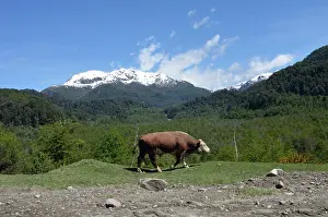 Tops: Hereford bull walking in the Andes - Argentina