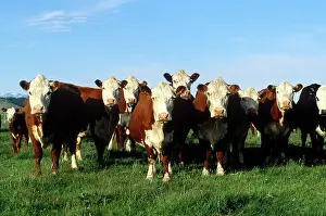 Beef: Hereford Cattle