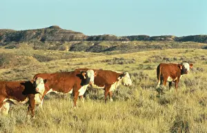 Rangeland: Hereford cattle