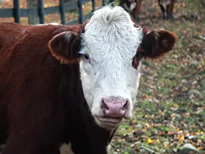 Hereford: Hereford Cow