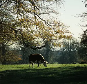 Berkshire: Hereford cow