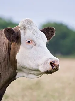 Geoff Du Feu: Hereford Cow