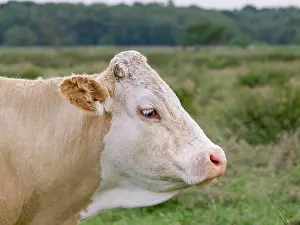 Norfolk: Hereford Cow - on grazing marsh Norfolk UK