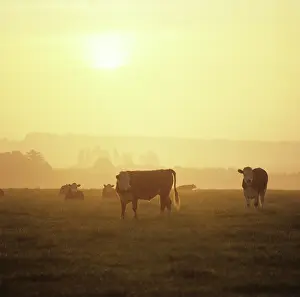 Steer: Hereford steers