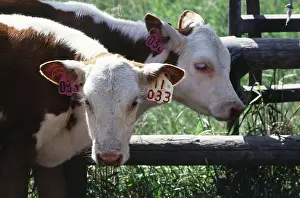 Twins: Hereford twins