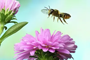 Aster: Heriades truncorum (Heriades truncorum), in flight
