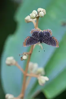 Riodinidae: Hermadora Metalmark